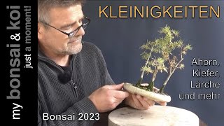 Bonsai 202363  Kleinigkeiten  Ahorn Kiefer Lärche und mehr [upl. by Feliks459]