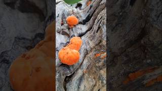 Cinnabar Polypore Saprophytic Fungus mobilephotography nature [upl. by Greenes]