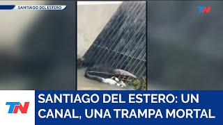 SANTIAGO DEL ESTERO I Inauguraron un canal y los animales quedan atrapados en busca de agua [upl. by Sej]