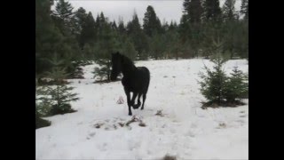 Friesian Yearling  Kona training day 1 [upl. by Lichter43]