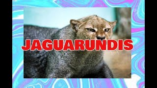 The Jaguarundi 101 [upl. by Poppy]