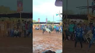 நகரம்பட்டி வடம் jallikattu vadamanjuvirattu race panthayam horse reels tamil [upl. by Janeva742]