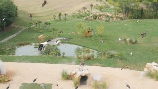 Zooparc De Beauval  Les Maîtres des Airs AMAZING BIRD DISPLAY [upl. by Greenquist398]