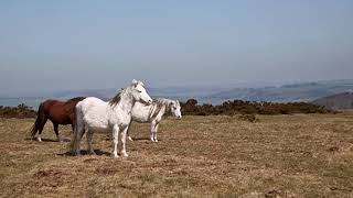 Mike Oldfield Hergest Ridge 1 Part [upl. by Nirok676]