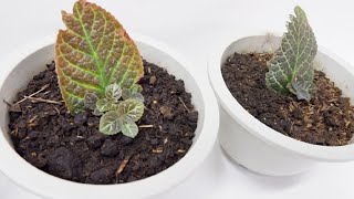 Episcia Cupreata with Babies from Single Leaf Cuttings Propagated in Soil Flame Violet [upl. by Nwahsram]