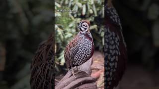 Montezuma quailBirdbirdslover youtubeshorts viralshort 100ksubscribers birds [upl. by Gavra557]