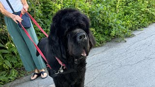 Newfoundland Dog named Sam [upl. by Nylegna]