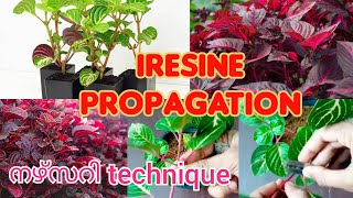 Iresine propagationHow to propagate chicken gizzard plantblood leaf plant [upl. by Ssej]