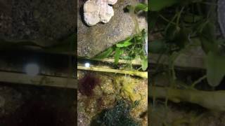 Algae in Refugium  UWC Vibrant Reef log [upl. by Toni]