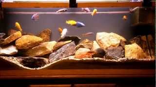 55g Lake Malawi Cichlid Tank [upl. by Mond381]