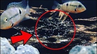 Firemouth Cichlid Breeding [upl. by Harihs]