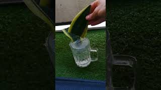 Snake Plant Propagation In Water [upl. by Maisel]