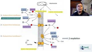 Comprendre la béta oxydation [upl. by Nyasuh]