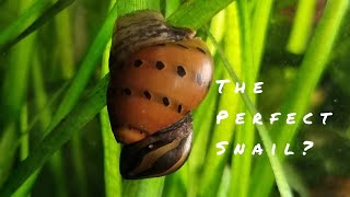 How to Keep Nerite Snails [upl. by Falito86]