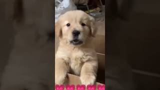 Funny dog 🐕 video 🍀💗 cute baby papala [upl. by Olzsal686]