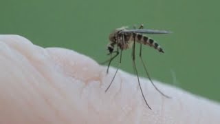 Whats the difference in West Nile viruses [upl. by Lauryn]