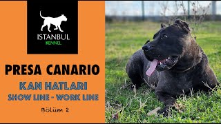 PRESA CANARIO KAN HATLARI SHOWLINEWORKLINE 2 presacanariopresabandogdogoargentinocanecorso [upl. by Latin]