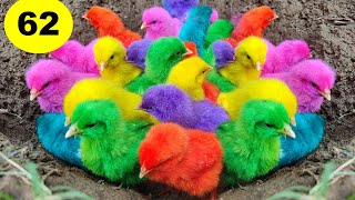 color of chickencolored orpington chickenscolor of chickencolored chicks philippinescolorful [upl. by Kazue]