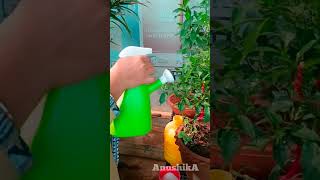 How to use Epsom Salt for Plants  Epsom Salts Benefits  epsomsaltforplants gardening plants [upl. by Aihsemat]