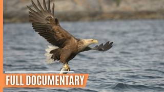 Wildlife in Germanys lakes  Full Documentary [upl. by Tega]