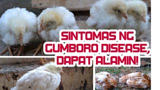 SINTOMAS NG SAKIT NA GUMBORO SA MANOK ALAMIN ITO AT ANG SOLUSYON DITO  WANDERING SOUL [upl. by Dorren]