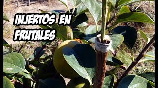 Como Hacer Injertos en Arboles Frutales  Muy Facil [upl. by Nnorahs]