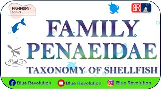 Family Penaeidae  Taxonomy of shellfish  Fisheries Science  Blue Revolution [upl. by Sybila480]