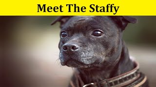 The Staffordshire Bull Terrier Staffy [upl. by Carrington218]