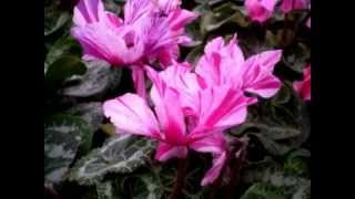 CYCLAMEN PERSICUM [upl. by Alexandra]