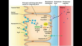 antidiuretics pharmacology ADH vasopressin drugs to treat Diabetes Insipidus [upl. by Uzia]