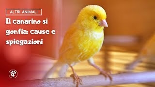 Il canarino si gonfia cause e spiegazioni 🐦  Amoreaquattrozampeit [upl. by Weingarten]