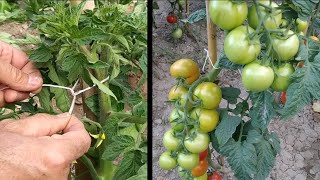 Forma sencilla de colocar tutores a las tomateras [upl. by Bartholomeo]