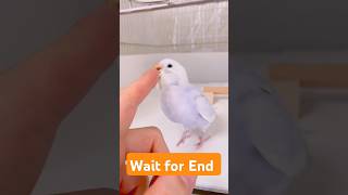 RioCys Town new family member birds parrot lovebirds trending shorts superbparrot parakeet [upl. by Thaxter]