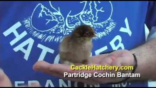 Partridge Cochin Bantam Chicken Breed [upl. by Isiah862]