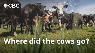 Cows herds in Alberta have fallen to record lows [upl. by Ardnwahs337]