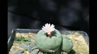 Lophophora williamsii [upl. by Lauraine]