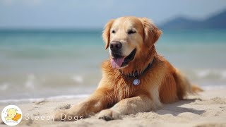 Dog Music  Relaxing Sounds for Dogs with Anxiety Helped 4 Million Dogs Worldwide [upl. by Josias]