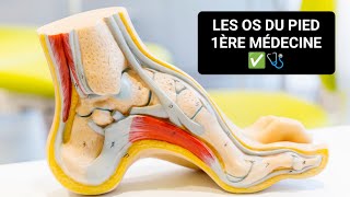 ANATOMIE 🦴 LES OS DU PIED OSTÉOLOGIE DU MEMBRE INFÉRIEUR 1ÈRE MÉDECINE ✅🩺 [upl. by Yenalem]