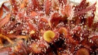 Drosera prolifera  Sundew Carnivorous Plant [upl. by Dagney]