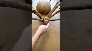 Paper Mache Spider [upl. by Ahsitniuq884]