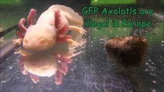 Glowing Mutant Gfp axolotls  How they Glow [upl. by Ellehcyt515]