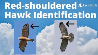 How to Identify a Redshouldered Hawk  Raptor Identification [upl. by Nnyleve]