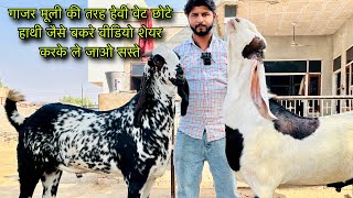 गाजर मूली की तरह हेवी वेट छोटे हाथी जैसे बकरे farmingbaba heavy weight big goats low price goatfarm [upl. by Candide]