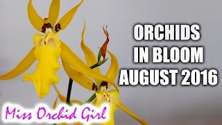 Orchids in bloom  August 2016 [upl. by Tenneb]