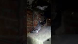 😱💫🕊️🔥 Fancy Black Pathay Shok karain Subscribe for more music animeedit birds pigeon [upl. by Clougher487]