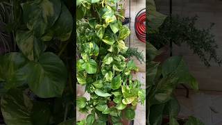 Grow Your Wealth with a THRIVING Money Plant shorts shortvideo viralvideo plants [upl. by Neillij]