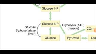 Métabolisme du glycogène 3 contrôle hormonal شرح بالعربية [upl. by Nerot]