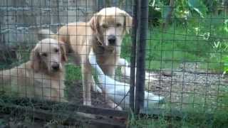 Natural Tick and Flea Control  Dog Training in Long Island NY and Cebu PH [upl. by Yssis461]