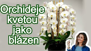 Vaše orchidej kvetou po celý rok 7 tipů na péči o orchidej které byste měli vědět [upl. by Tiersten944]