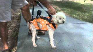 mochila para llevar transportar perros mascotas quotdogpackquot [upl. by Asset]